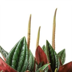 HORTOLOGY Plants Sale 5 HORTOLOGY Plants Sale -HORTOLOGY Plants Sale Peperomia caperata Rosso Leaves2