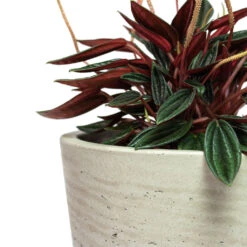 Peperomia Caperata Rosso 21 Peperomia Caperata Rosso -HORTOLOGY Plants Sale Peperomia caperata Rosso Mini Bucket Plant Pot Grey Washed Close Up 1e7a53cc ba1a 40f0 8e1c 930322473680