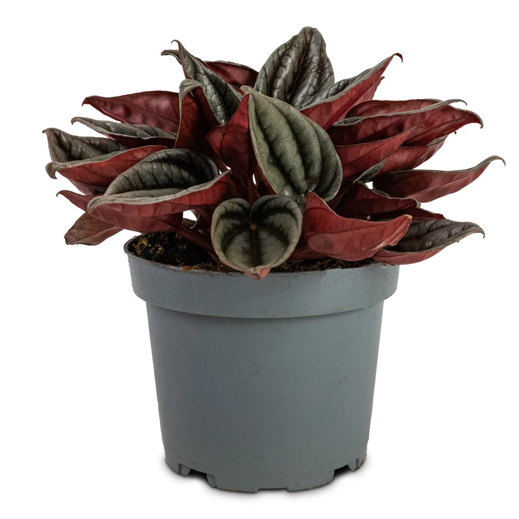 Peperomia Caperata Santorini 2 Peperomia Caperata Santorini - Image 2