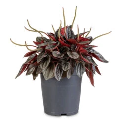 Peperomia Caperata Santorini 8 Peperomia Caperata Santorini -HORTOLOGY Plants Sale Peperomia caperata Santorini 15x25cm