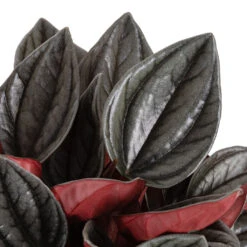 Peperomia Caperata Santorini 10 Peperomia Caperata Santorini -HORTOLOGY Plants Sale Peperomia caperata Santorini DETAILS 2