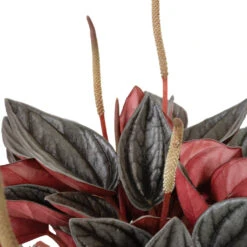 Peperomia Caperata Santorini 9 Peperomia Caperata Santorini -HORTOLOGY Plants Sale Peperomia caperata Santorini DETAILS