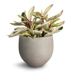 Peperomia Clusiifolia Jelly - Variegated Red Edged Radiator Plant -HORTOLOGY Plants Sale Peperomia clusiifolia Jelly Variegated Red Edged Radiator Plant 14x25cm Mini Orb Kevan Plant Pot Grey Washed 18x15cm