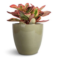 Peperomia Clusiifolia Jelly - Variegated Red Edged Radiator Plant