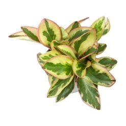 Peperomia Clusiifolia Jelly - Variegated Red Edged Radiator Plant -HORTOLOGY Plants Sale Peperomia clusiifolia Jelly indoor plant leaves