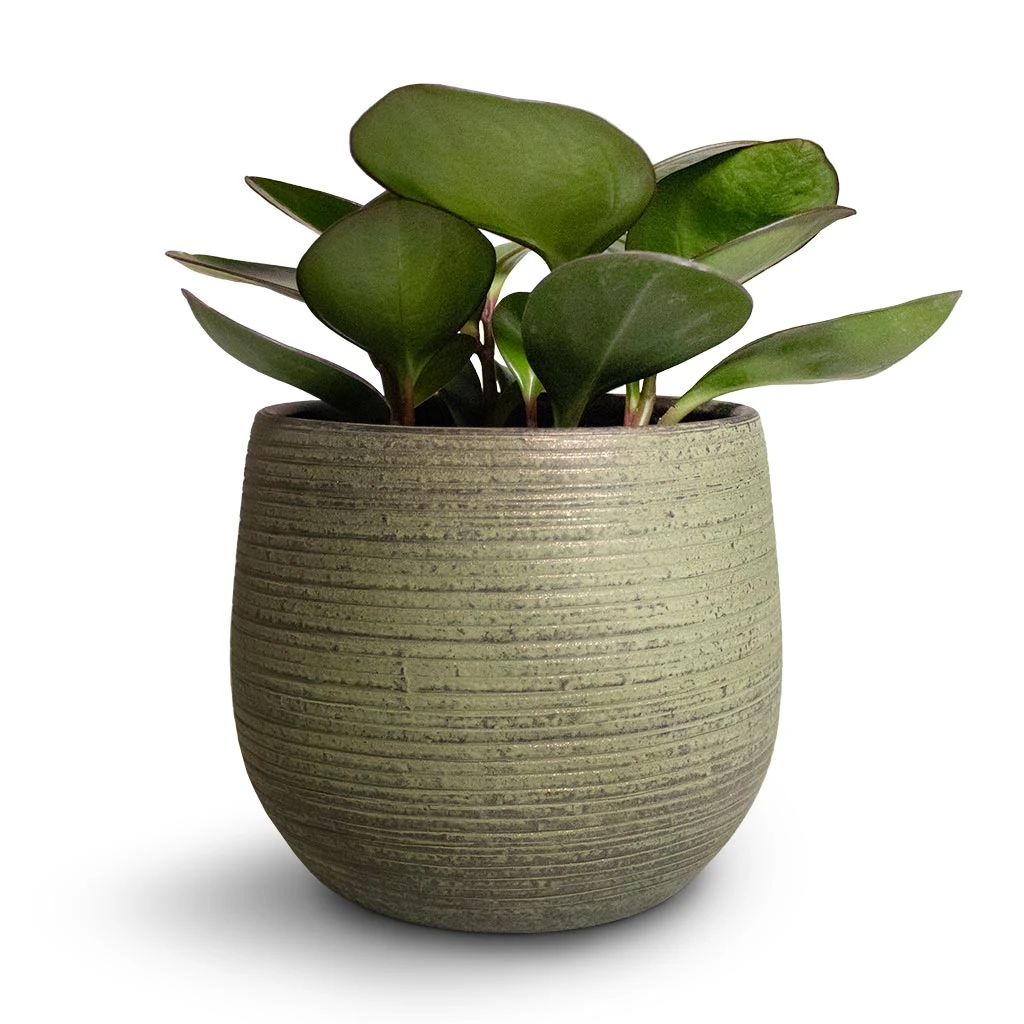 Lydia Plant Pot - Shiny Green 13 Lydia Plant Pot - Shiny Green - Image 13