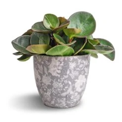 Monza Plant Pot - Vintage Grey -HORTOLOGY Plants Sale Peperomia clusiifolia Red Margin Red Edged Radiator Plant 11x20cm Monza Plant Pot Vintage Grey 13x13cm 63c54362 a93d 42e0 86f2 66c31e108e85