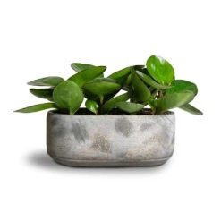 Saar Oval Plant Bowl - Earth Cement -HORTOLOGY Plants Sale Peperomia clusiifolia Red Margin Red Edged Radiator Plant 11x20cm Saar Oval Plant Bowl Earth Cement 26x13x11cm 2