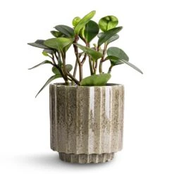 Lugano Scalloped Plant Pot - Green -HORTOLOGY Plants Sale Peperomia clusiifolia Red Margin Red Edged Radiator Plant 14x25cm Lugano Scalloped Plant Pot Green 16x16cm d10fc9bd dae3 4b28 aa9a 9d9599f9a464