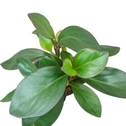 Peperomia Clusiifolia Red Margin - Red Edged Radiator Plant -HORTOLOGY Plants Sale Peperomia clusiifolia Red Margin Red Edged Radiator Plant Large Leaves