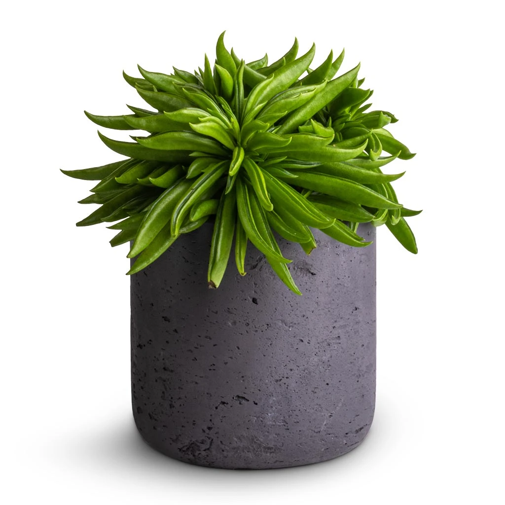 Charlie Plant Pot - Black Washed 16 Charlie Plant Pot - Black Washed - Image 16