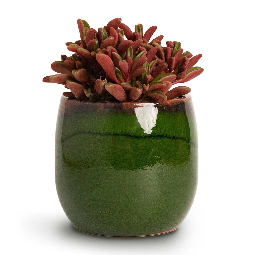 Charlotte Plant Pot - Green 12 Charlotte Plant Pot - Green - Image 12