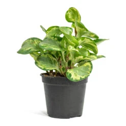 Peperomia Obtusifolia Golden Gate - Baby Rubber Plant -HORTOLOGY Plants Sale Peperomia obtusifolia Golden Gate Baby Rubber Plant 14cm