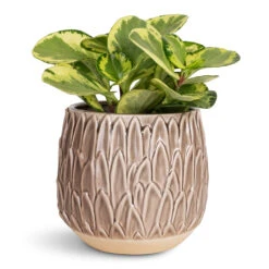 Peperomia Obtusifolia Golden Gate - Baby Rubber Plant -HORTOLOGY Plants Sale Peperomia obtusifolia Golden Gate Baby Rubber Plant 14x25cm Arles Leaf Plant Pot Mocha 17x17cm
