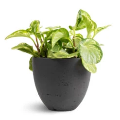 Peperomia Obtusifolia Golden Gate - Baby Rubber Plant -HORTOLOGY Plants Sale Peperomia obtusifolia Golden Gate Baby Rubber Plant 14x25cm Mini Jesslyn Plant Pot Black Washed 18x15cm 1