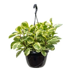 Peperomia Obtusifolia Golden Gate - Baby Rubber Plant -HORTOLOGY Plants Sale Peperomia obtusifolia Golden Gate Baby Rubber Plant 20cm