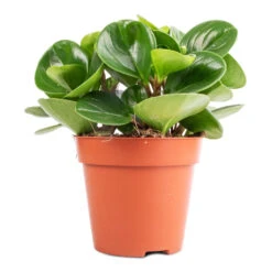 Peperomia Obtusifolia Green - Baby Rubber Plant -HORTOLOGY Plants Sale Peperomia obtusifolia Green Baby Rubber Plant 11x20cm