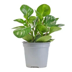 Peperomia Obtusifolia Green - Baby Rubber Plant -HORTOLOGY Plants Sale Peperomia obtusifolia Green Baby Rubber Plant 14x20cm