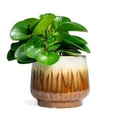 Peperomia Obtusifolia Green - Baby Rubber Plant -HORTOLOGY Plants Sale Peperomia obtusifolia Green Baby Rubber Plant 14x20cm Alice Plant Pot Caramel 18x16cm
