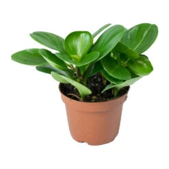 Peperomia Obtusifolia Green - Baby Rubber Plant -HORTOLOGY Plants Sale Peperomia obtusifolia Green Baby Rubber Plant