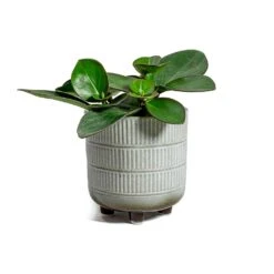 Peperomia Clusiifolia Red Margin - Red Edged Radiator Plant -HORTOLOGY Plants Sale Peperomia obtusifolia Green Baby Rubber Plant Denise Plant Pot Off White