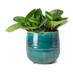 Peperomia Obtusifolia Green - Baby Rubber Plant -HORTOLOGY Plants Sale Peperomia obtusifolia Green Baby Rubber Plant Iris Turquoise Plant Pot