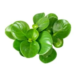 Peperomia Obtusifolia Green - Baby Rubber Plant -HORTOLOGY Plants Sale Peperomia obtusifolia Green Baby Rubber Plant Leaves
