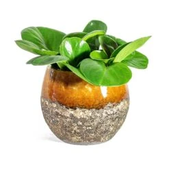 Peperomia Obtusifolia Green - Baby Rubber Plant -HORTOLOGY Plants Sale Peperomia obtusifolia Green Baby Rubber Plant Lindy Plant Pot Ochre 02f52615 74bd 4bbf 801c 3ce417669252