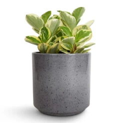 Peperomia Obtusifolia Obtipan Bicolor 14 Peperomia Obtusifolia Obtipan Bicolor -HORTOLOGY Plants Sale Peperomia obtusifolia Obtipan Bicolor 12x20cm Remmi Glaze Plant Pot Grey 14x14cm 06be5a2f e04b 4b9f 9743 9c2e146f0009