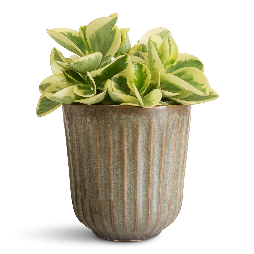 Peperomia Obtusifolia Obtipan Bicolor 6 Peperomia Obtusifolia Obtipan Bicolor - Image 6