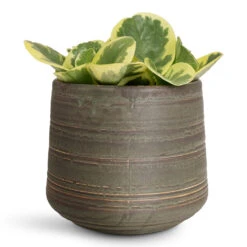 Peperomia Obtusifolia Variegata - Variegated Baby Rubber Plant 9 Peperomia Obtusifolia Variegata - Variegated Baby Rubber Plant -HORTOLOGY Plants Sale Peperomia obtusifolia Variegata 12x20cm Celesta Pot Earth Clay 15x13cm