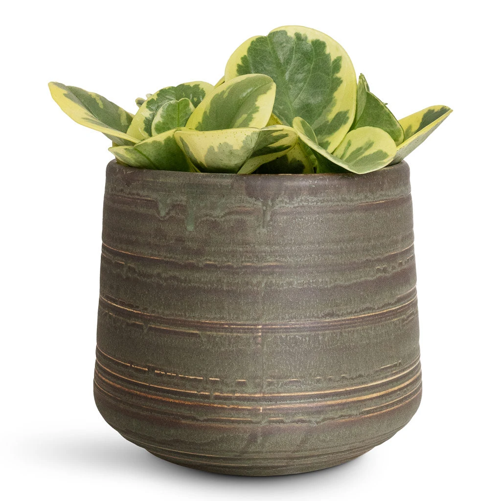 Peperomia Obtusifolia Variegata - Variegated Baby Rubber Plant 3 Peperomia Obtusifolia Variegata - Variegated Baby Rubber Plant - Image 3