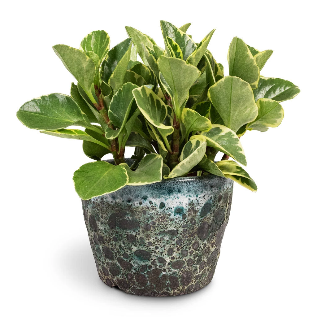 Peperomia Obtusifolia Variegata - Variegated Baby Rubber Plant 4 Peperomia Obtusifolia Variegata - Variegated Baby Rubber Plant - Image 4