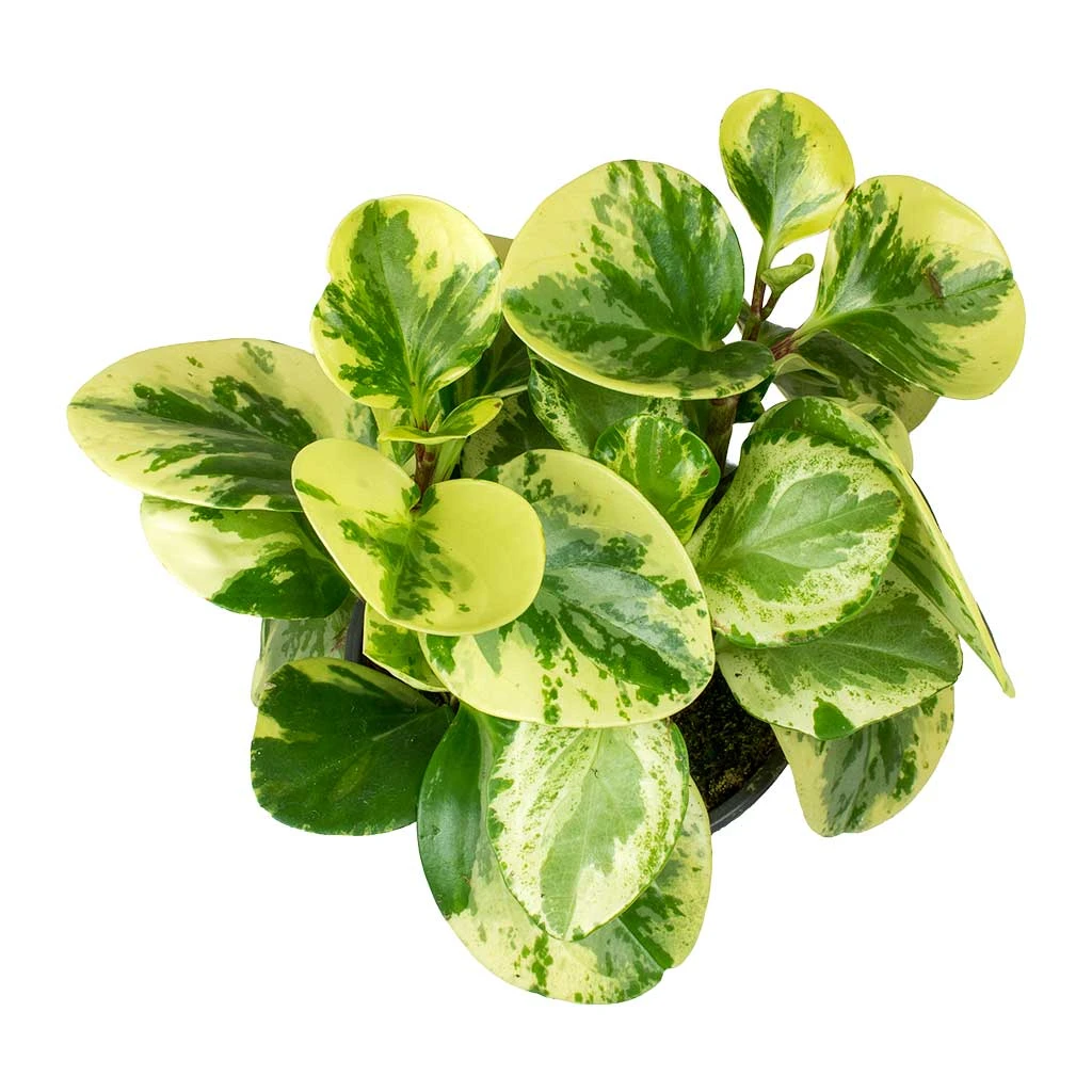 Peperomia Obtusifolia Variegata - Variegated Baby Rubber Plant 5 Peperomia Obtusifolia Variegata - Variegated Baby Rubber Plant - Image 5