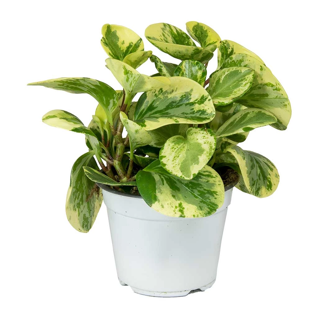 Peperomia Obtusifolia Variegata - Variegated Baby Rubber Plant 2 Peperomia Obtusifolia Variegata - Variegated Baby Rubber Plant - Image 2