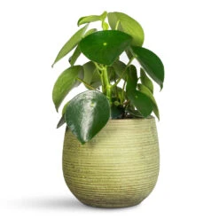 Peperomia Polybotrya Raindrop