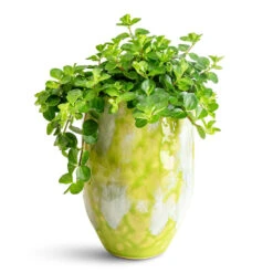 Davide Plant Pot - Apple Green 8 Davide Plant Pot - Apple Green -HORTOLOGY Plants Sale Peperomia rotundifolia Trailing Jade 12x20cm Davide Pot Apple Green 15 20cm 1