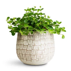 Renzo Plant Pot - Sand 14 Renzo Plant Pot - Sand -HORTOLOGY Plants Sale Peperomia rotundifolia Trailing Jade 12x20cm Renzo Pot Sand 15x13cm