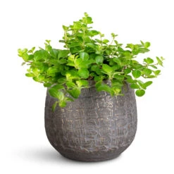 Renzo Plant Pot - Shiny Slate 16 Renzo Plant Pot - Shiny Slate -HORTOLOGY Plants Sale Peperomia rotundifolia Trailing Jade 12x20cm Renzo Pot Shiny Slate 15x13cm