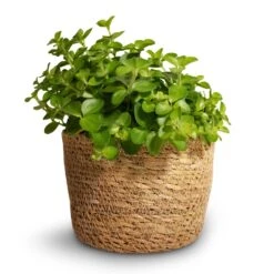 Igmar Plant Basket - Natural -HORTOLOGY Plants Sale Peperomia rotundifolia Trailing Jade Plant 12x20cm Igmar Plant Basket Natural 13x10cm