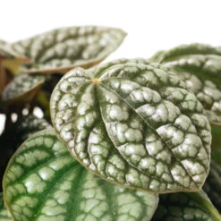 Peperomia Caperata Burbella -HORTOLOGY Plants Sale PeperomiacaperataBurbella 2