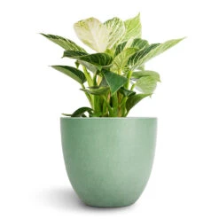 Bola Artstone Plant Pot - Thyme 15 Bola Artstone Plant Pot - Thyme -HORTOLOGY Plants Sale Philodendron Birkin White Wave 12x25cm Bola Artstone Plant Pot Thyme 17x15cm 2 f714ee57 00ec 471e b532 e3da7e3dca13