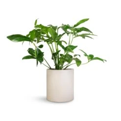Max Refined Planter - Natural White -HORTOLOGY Plants Sale Philodendron Green Wonder 24x80cm Max Refined Planter Natural White 29x29.5cm 6ef17a10 0fc4 45b9 855a 1056dc1f85c8