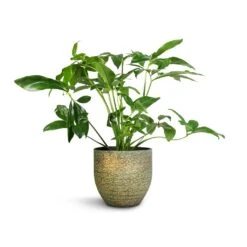 Rinca Plant Pot - Shiny Green -HORTOLOGY Plants Sale Philodendron Green Wonder 24x80cm Rinca Plant Pot Shiny Green 29x26cm 93998246 6a96 4470 a31c 62a1f2c2fe1c