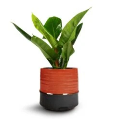Marlijn Plant Pot - Coral 30 Marlijn Plant Pot - Coral -HORTOLOGY Plants Sale Philodendron Imperial Green 17x50cm Marlijn Plant Pot Coral 21x21cm 1 f81fb526 ca0b 49d9 b285 ba12d753fae5