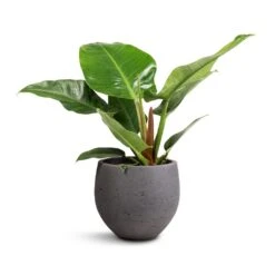 Mini Orb Kevan Plant Pot - Black Washed -HORTOLOGY Plants Sale Philodendron Imperial Green 19x50cm Mini Orb Kevan Plant Pot Black Washed 25x21cm db4607f1 0a87 4184 a705 db2ea000f8ab