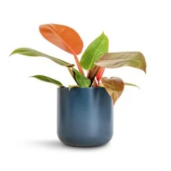 Philodendron Prince Of Orange 19 Philodendron Prince Of Orange -HORTOLOGY Plants Sale Philodendron Prince of Orange 12x25cm Lisbon Plant Pot Navy 15x15cm