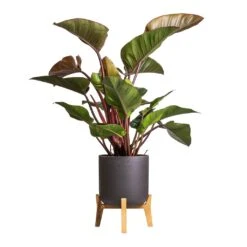 Philodendron Red Beauty -HORTOLOGY Plants Sale Philodendron Red Beauty 27x100cm Charlie Plant Pot Low Stand Black Washed
