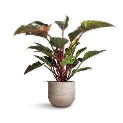 Philodendron Red Beauty -HORTOLOGY Plants Sale Philodendron Red Beauty 27x100cm Cody Plant Pot Ridged Cement 35x31cm