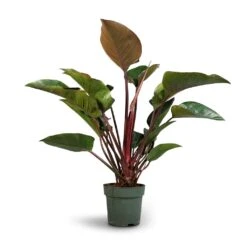 Philodendron Red Beauty -HORTOLOGY Plants Sale Philodendron Red Beauty 27x90cm